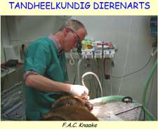 Tandheelkundige dierenarts Frans Knaake is in opleiding tot specialist tandheelkunde bij gezelschapsdieren